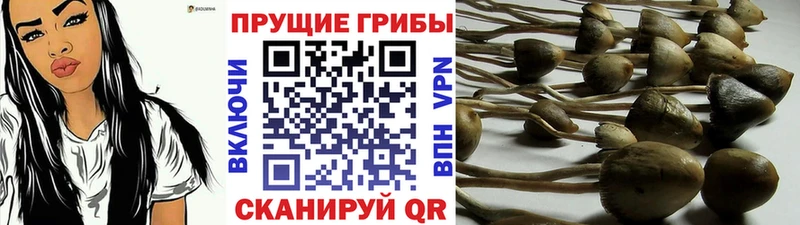 закладка  Строитель  Псилоцибиновые грибы Psilocybe 